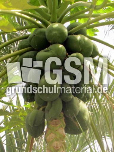 205 Wadi Tiwi, Papayas.JPG